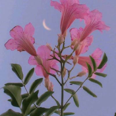 坚果农场内购破解版下载